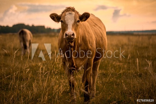 Bild på Cow in sunset